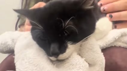 Illustration : Elle adopte « le chat le plus déprimé du refuge » pour sortir elle-même de la dépression et lui offrir une vie heureuse