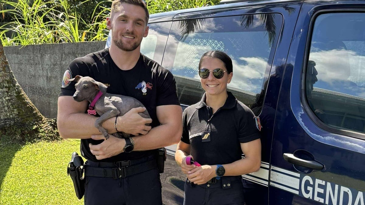 Illustration : "Abandonné à 4 mois, un chiot croise des gendarmes au restaurant et devient la mascotte de leur brigade"