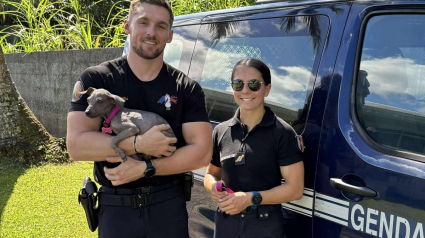 Illustration : Abandonné à 4 mois, un chiot croise des gendarmes au restaurant et devient la mascotte de leur brigade
