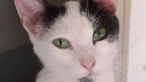 Illustration : "Elle l’a jeté parce qu’il avait des puces", une femme est, malgré elle, témoin d’une scène d’abandon cruelle d'un chat et intervient immédiatement 