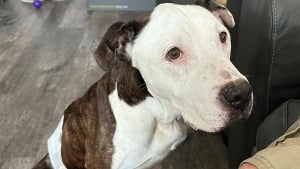 Illustration : "Nouvelles réconfortantes au sujet de Dubz, chien condamné à souffrir en silence mais désormais entre de bonnes mains"