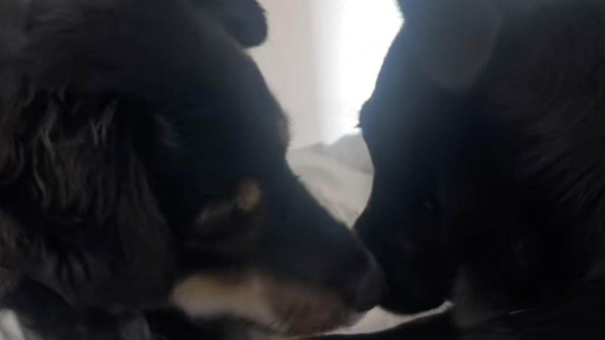 Illustration : "Une chienne connue pour sa nervosité devient le soutien inattendu d’une pensionnaire traumatisée (vidéo)"