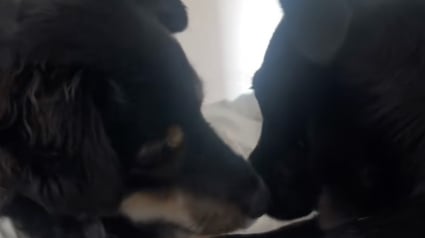 Illustration : Une chienne connue pour sa nervosité devient le soutien inattendu d’une pensionnaire traumatisée (vidéo)