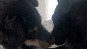 Illustration : "Une chienne connue pour sa nervosité devient le soutien inattendu d’une pensionnaire traumatisée (vidéo)"