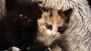 Illustration : Cette Shih-Tzu refuse de rentrer après sa promenade, sa maîtresse découvre deux chatons affamés tapis sous un buisson