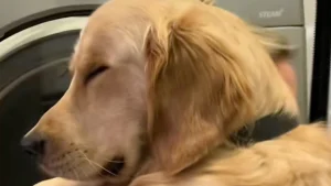 Illustration : "Doué d’une extrême empathie, ce Golden Retriever sait pertinemment quand ses propriétaires ont besoin de lui (vidéo)"
