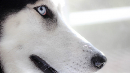 Illustration : Un Husky saute du 2e étage pour fuir la maltraitance, 3 autres chiens découverts et secourus