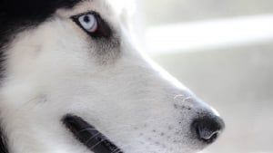 Illustration : Un Husky saute du 2e étage pour fuir la maltraitance, 3 autres chiens découverts et secourus