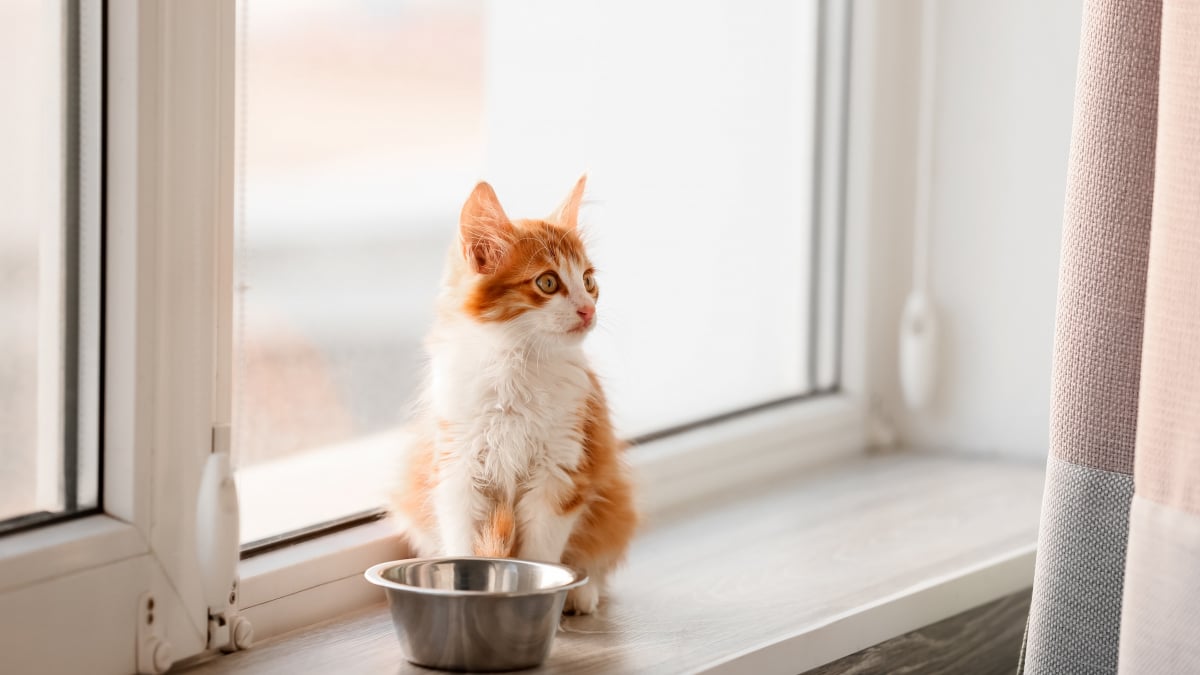 Illustration : "Mon chaton ne mange pas : que faire ?"