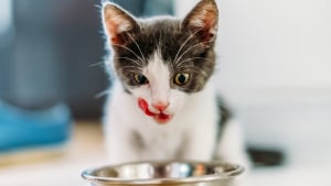 Illustration : "Nourrir un chaton stérilisé"