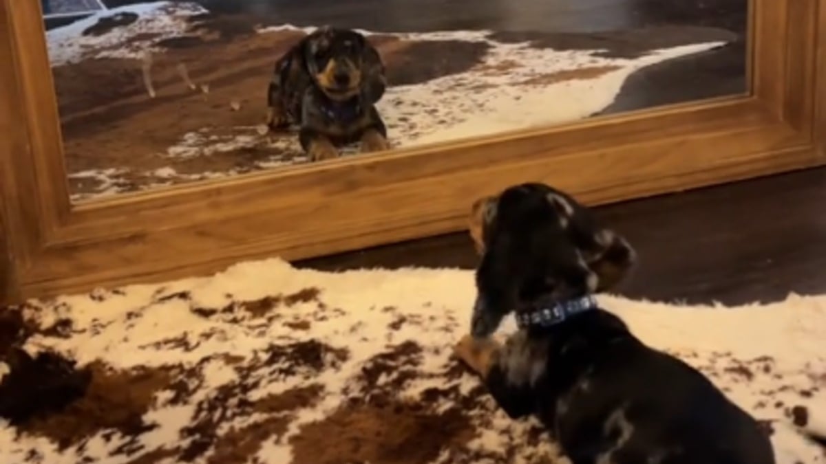 Illustration : "La réaction adorable d'un chiot Teckel découvrant son reflet dans le miroir, tiraillé entre l'envie d'en découdre et celle de se faire un nouvel ami (vidéo)"
