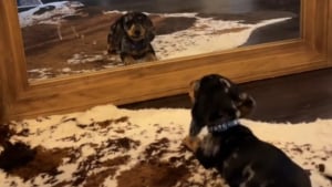Illustration : "La réaction adorable d'un chiot Teckel découvrant son reflet dans le miroir, tiraillé entre l'envie d'en découdre et celle de se faire un nouvel ami (vidéo)"