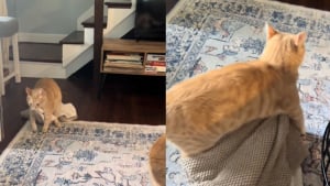 Illustration : "Depuis son adoption, ce chat refuse obstinément de se séparer de sa couverture préférée associée au plus beau jour de sa vie (vidéo)"