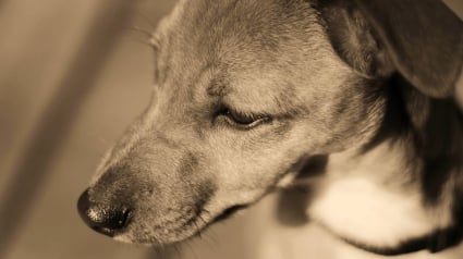 Illustration : Prison avec sursis et interdiction de détenir un animal pour le maître ayant roué son chien de coups en pleine rue
