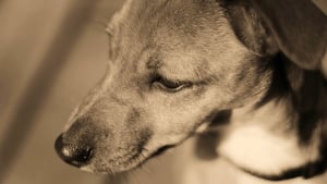 Illustration : Prison avec sursis et interdiction de détenir un animal pour le maître ayant roué son chien de coups en pleine rue