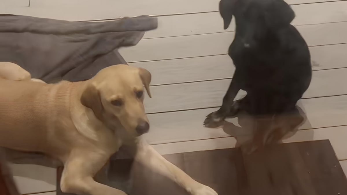 Illustration : "En route pour un concert de Taylor Swift, une fan croise 2 chiens abandonnés et se bat pour les sauver (vidéo)"