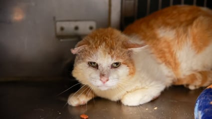 Illustration : « Vraiment ? Tu veux m'aimer ? », un chat errant bagarreur est devenu le plus doux des minous depuis qu’il se sent enfin aimé (vidéo)
