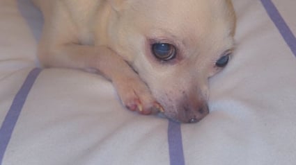 Illustration : Des propriétaires soulagés d’avoir localisé leur chien disparu sont contraints de dépenser près de 400 € pour le récupérer 