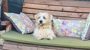 Illustration : "Un chien passe 10 ans sans foyer, puis découvre enfin le bonheur dans un canapé entouré d'une vraie famille"