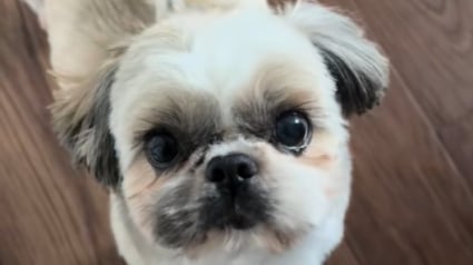 Illustration : "Je voulais m’assurer qu’il allait bien", cette lettre des voisins sur son chien réveille une blessure qu’elle pensait guérie