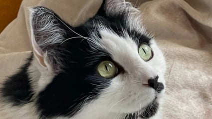 Illustration : Elle confie son chat à une amie, mais à son retour, celle-ci refuse de le lui rendre et l’affaire finit devant la justice