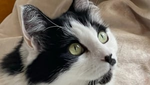 Illustration : Elle confie son chat à une amie, mais à son retour, celle-ci refuse de le lui rendre et l’affaire finit devant la justice