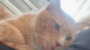Illustration : Introuvable depuis la veille, ce chat est retrouvé avec la mâchoir brisée, les poumons affaissés, son rein déplacé mais survit contre toute attente auprès de sa famille