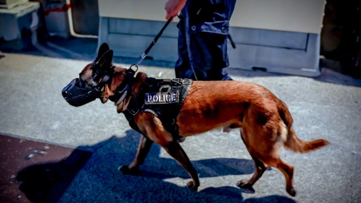 Illustration : "Armé d’un couteau, il s’en prend à une adolescente en pleine rue, mais un chien policier met fin à sa fuite alors que les forces de l'ordre avaient perdu sa trace"