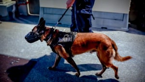 Illustration : Armé d’un couteau, il s’en prend à une adolescente en pleine rue, mais un chien policier met fin à sa fuite alors que les forces de l'ordre avaient perdu sa trace