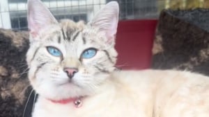 Illustration : "Inquiète pour sa chatte constamment fatiguée, elle découvre sa 