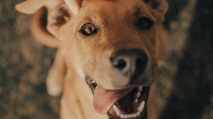 Illustration : Animaux.fr, la plateforme qui simplifie la vie des associations et encourage l'adoption responsable