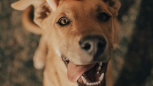 Illustration : Animaux.fr, la plateforme qui simplifie la vie des associations et encourage l'adoption responsable