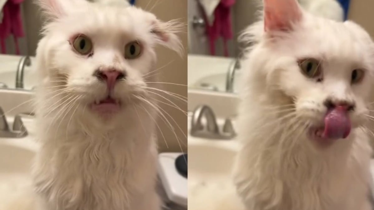 Illustration : "Ce Maine Coon sauvé d'un foyer surpeuplé et à qui il manque une oreille est la preuve vivante que l'amour peut changer une vie (vidéo)"
