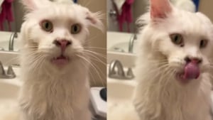 Illustration : "Ce Maine Coon sauvé d'un foyer surpeuplé et à qui il manque une oreille est la preuve vivante que l'amour peut changer une vie (vidéo)"