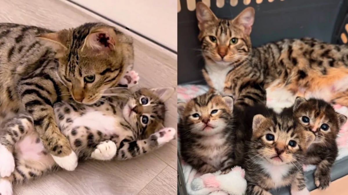Illustration : "Décidée à adopter un chaton, une famille rencontre une tribu soudée et ouvre sa porte à 4 félins adorables"