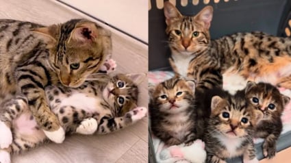 Illustration : Décidée à adopter un chaton, une famille rencontre une tribu soudée et ouvre sa porte à 4 félins adorables
