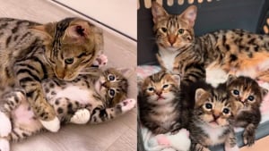 Illustration : "Décidée à adopter un chaton, une famille rencontre une tribu soudée et ouvre sa porte à 4 félins adorables"