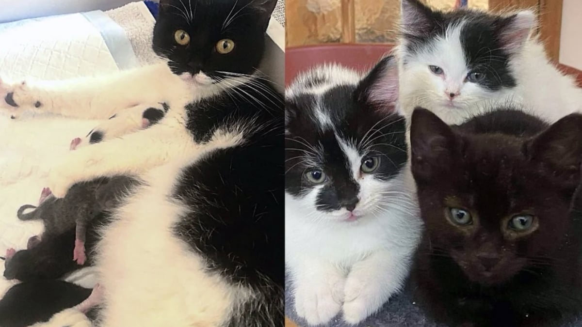 Illustration : "Errante et enceinte, elle trouve enfin refuge pour mettre bas et adopte un chaton orphelin sans hésiter"