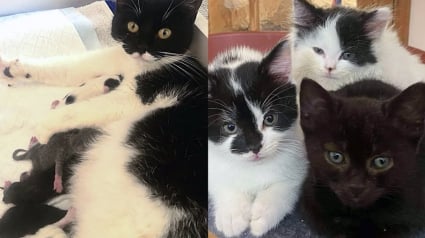 Illustration : Errante et enceinte, elle trouve enfin refuge pour mettre bas et adopte un chaton orphelin sans hésiter