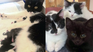 Illustration : "Errante et enceinte, elle trouve enfin refuge pour mettre bas et adopte un chaton orphelin sans hésiter"