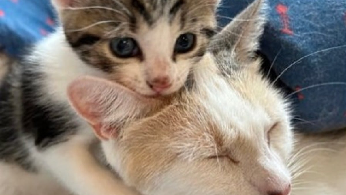 Illustration : "Gestante et seule dans la rue, cette chatte a trouvé refuge juste à temps pour donner naissance à 4 chatons"