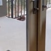 Illustration : Profondément liée d'amitié avec un Golden Retriever, cette petite femelle écureuil décide de lui présenter ses petits (vidéo)