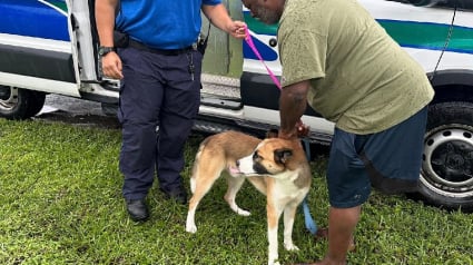 Illustration : Disparu sans laisser de trace lors de la fête des pères, un chien refait surface grâce à sa puce après un mois d'angoisse 