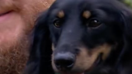 Illustration : Leur chien disparu se retrouve face à un coyote, un pilote de drone intervient pour un sauvetage spectaculaire (vidéo)