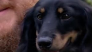 Illustration : Leur chien disparu se retrouve face à un coyote, un pilote de drone intervient pour un sauvetage spectaculaire (vidéo)