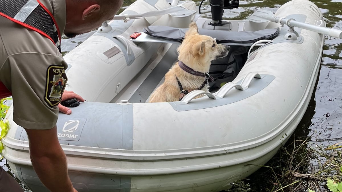 Illustration : "Un chien s’accroche à un tronc d’arbre flottant pour survivre dans une rivière "