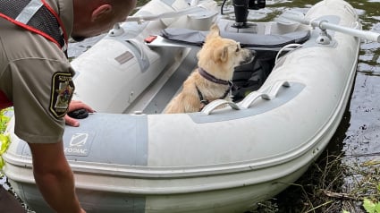 Illustration : Un chien s’accroche à un tronc d’arbre flottant pour survivre dans une rivière 