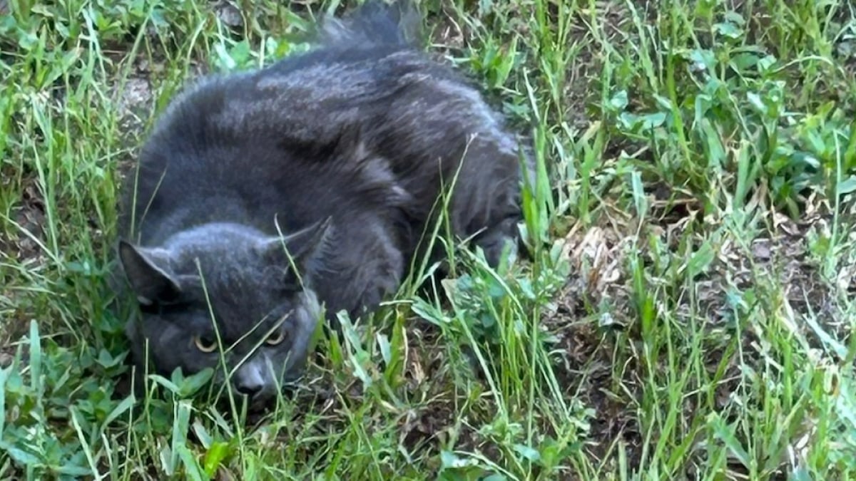 Illustration : "« Ils sont restés dans la même position pendant 3 heures », des chats paralysés par la peur renouent avec l'espoir d'une vie meilleure"