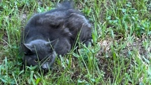 Illustration : "« Ils sont restés dans la même position pendant 3 heures », des chats paralysés par la peur renouent avec l'espoir d'une vie meilleure"