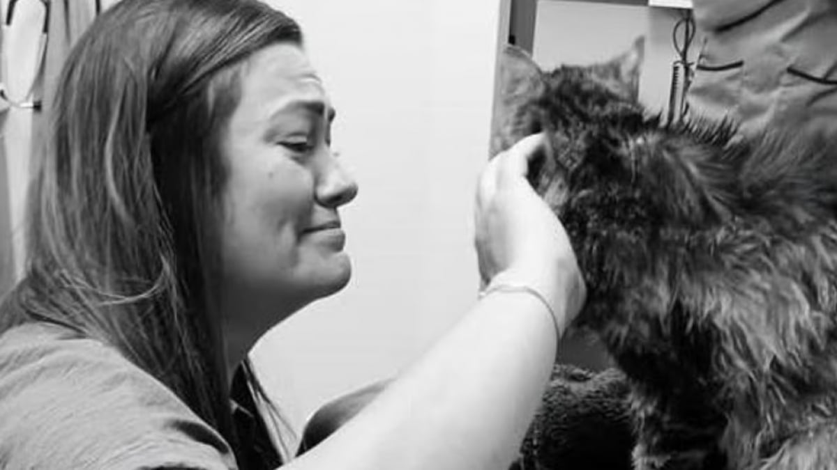 Illustration : "Un chat disparu retrouve ses propriétaires 13 ans plus tard "